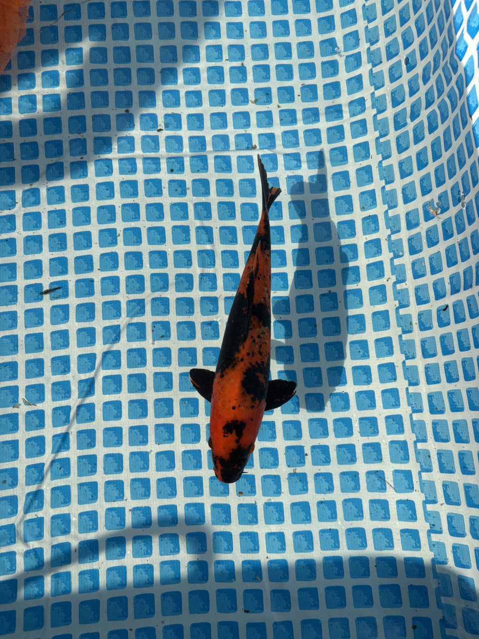 Koi karpers te koop