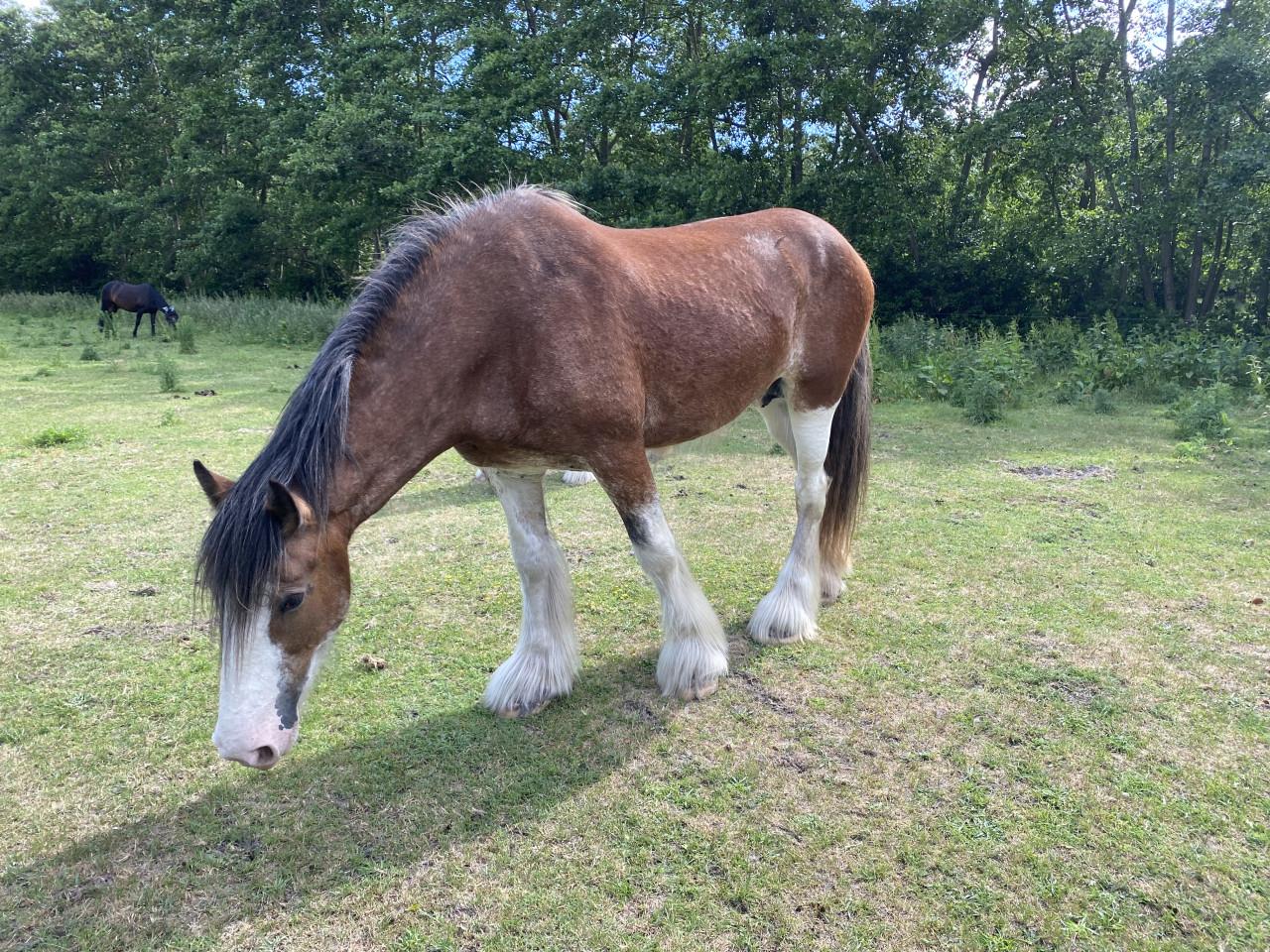 Te koop: 2 hele lieve Clydesdales (moeder & dochter)