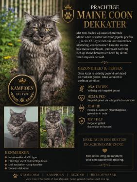 Prachtige black smoke maine coon dekkater.niet te koop