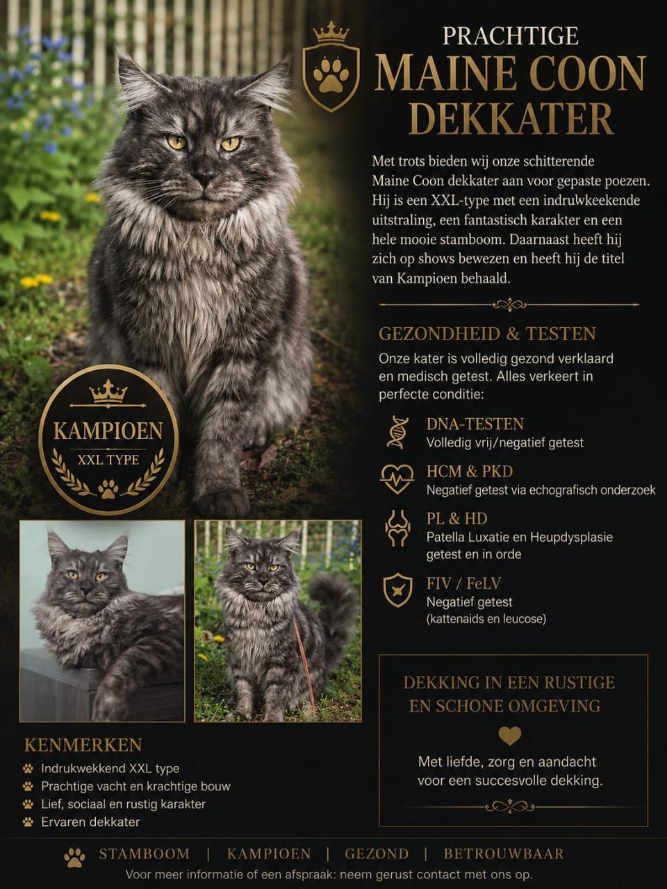 Prachtige black smoke maine coon dekkater.niet te koop