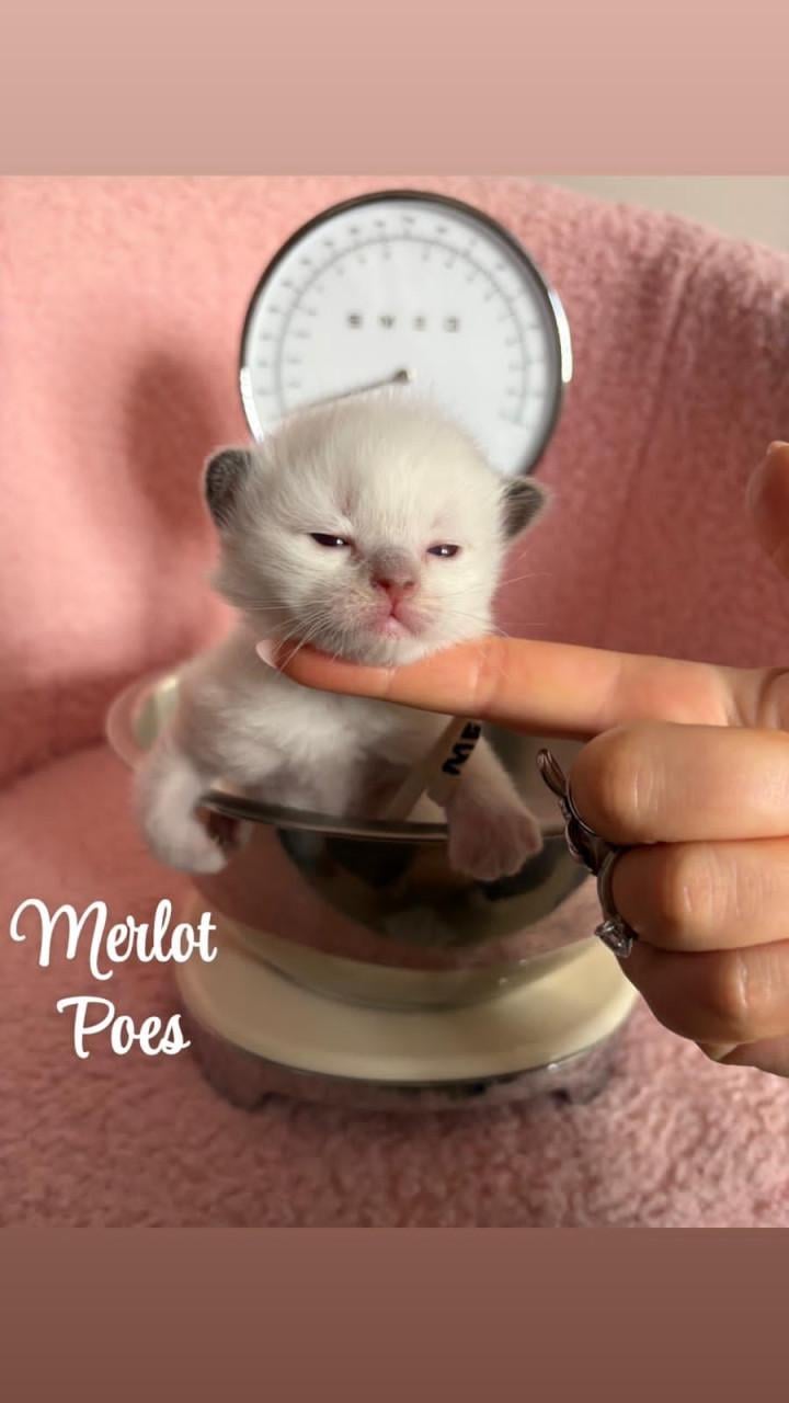 Ragdoll kittens MET stamboom VAN ORANJE Parels Ragdoll Cattery