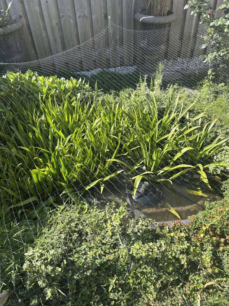 Te koop krabescheer grote plant 4 euro  zelf emmer meenemen