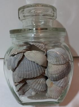 Schelpen in decoratieve glazen potten