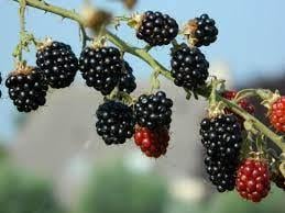 Bramenstekken, bessenstekken, druivenstekken