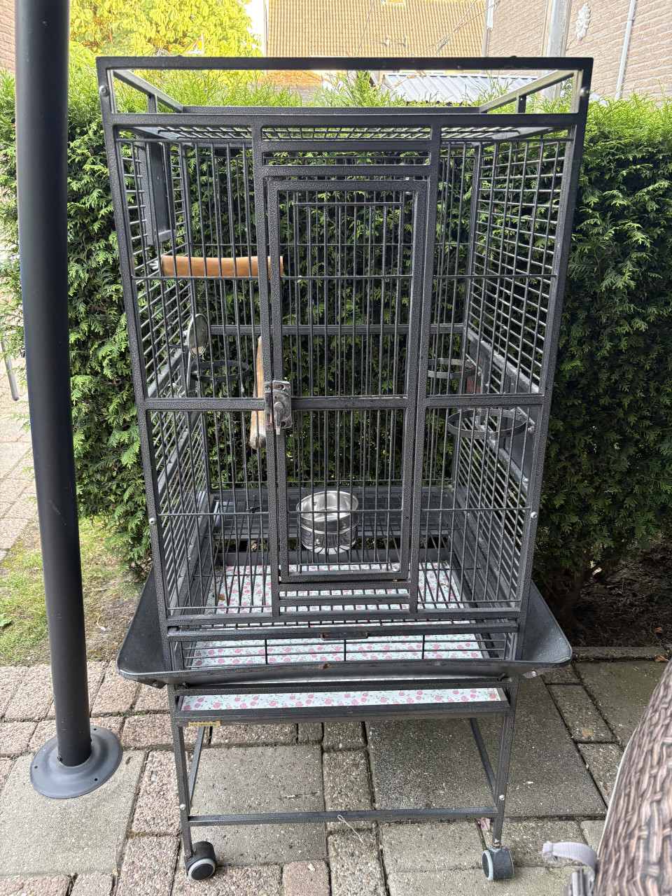 Papagaaienkooien