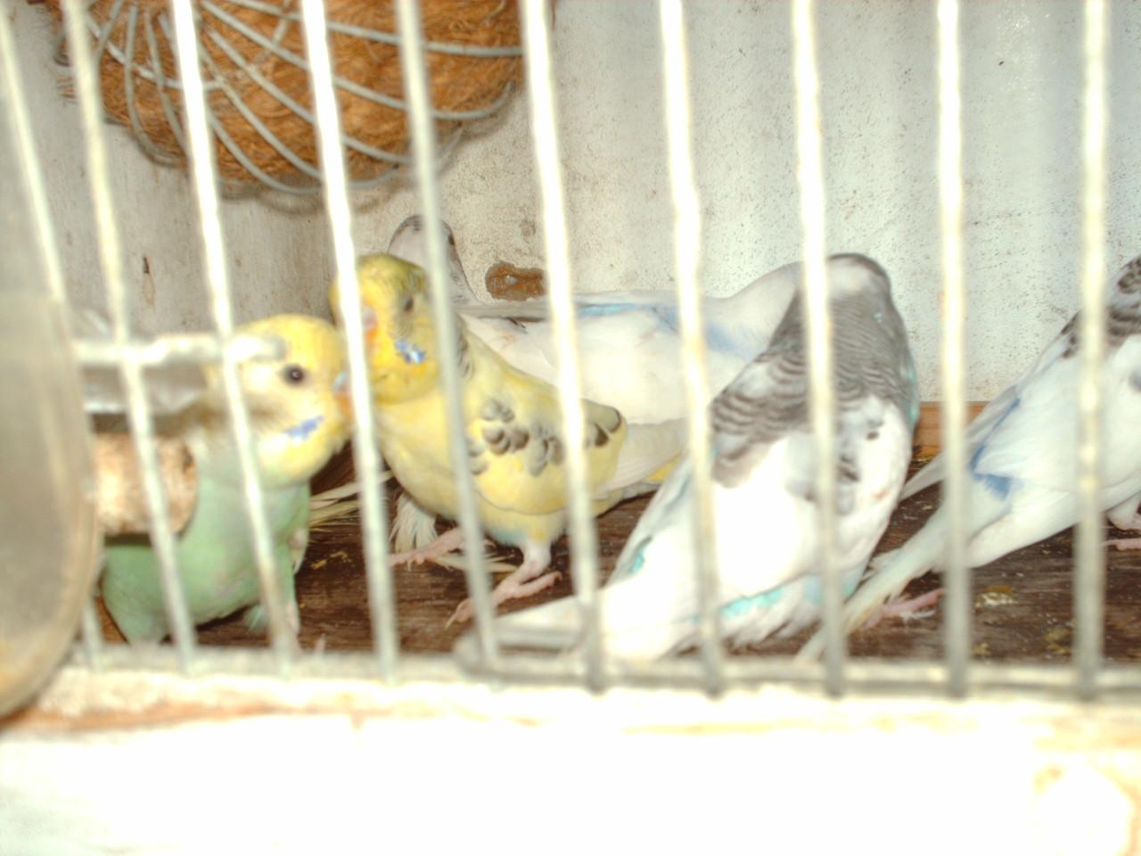 Te koop ; 5 Jonge grasparkieten.