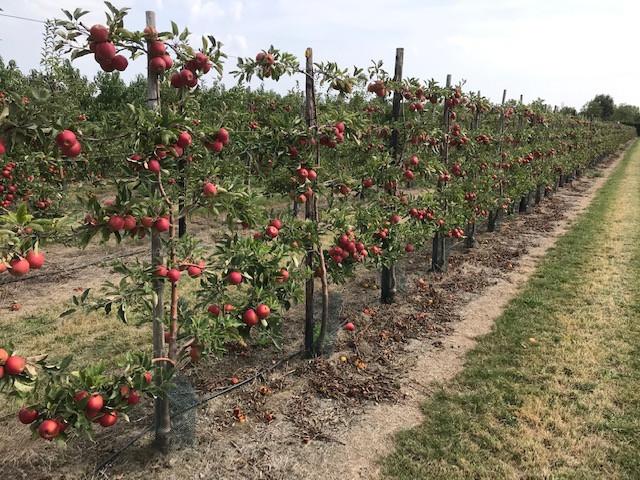 Fruitbomen in leivorm / Leibomen / Appel