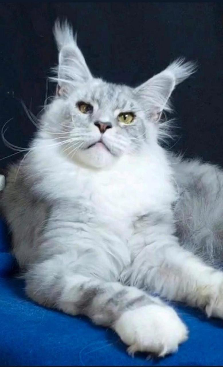 Maine coon dekkater met stamboom, shaded lijn,rusland