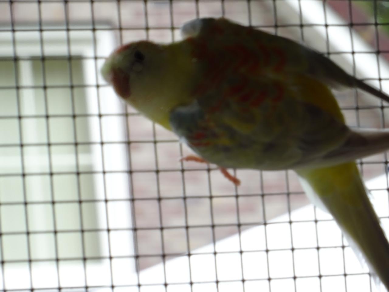 Te koop nog twee mooie Roodrug - Parkieten broedrijp pas ontwormd !!