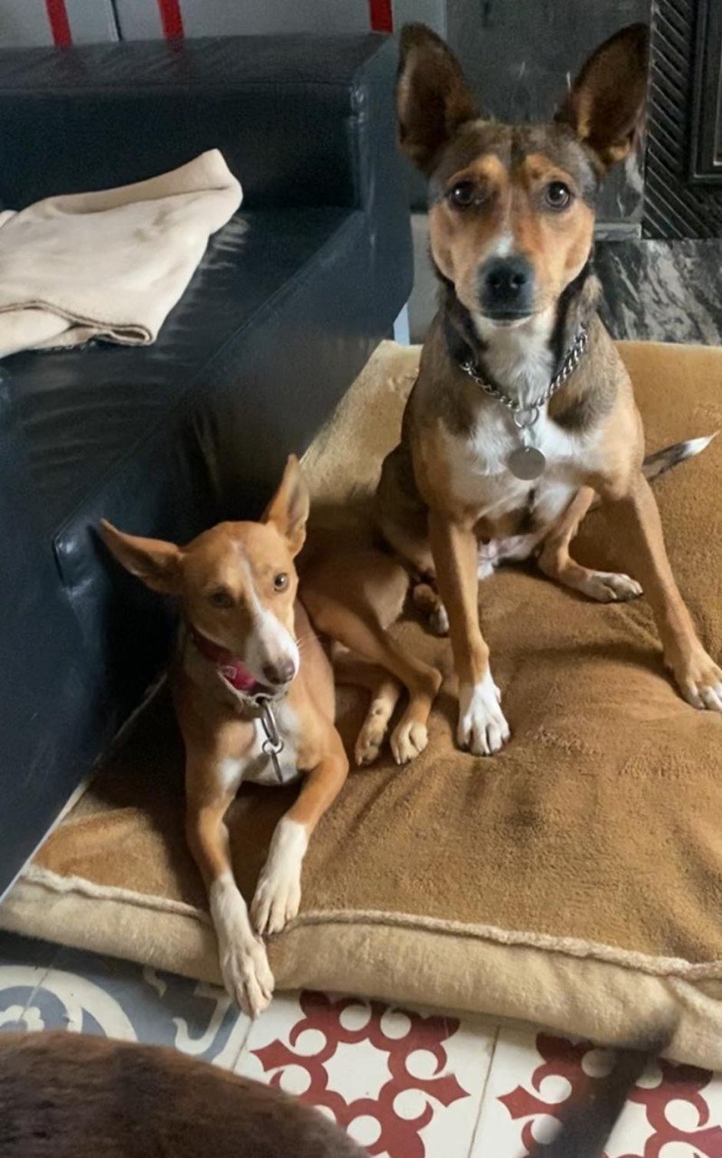 Lief baasje OF opvanggezin gezocht voor deze twee lieverds!