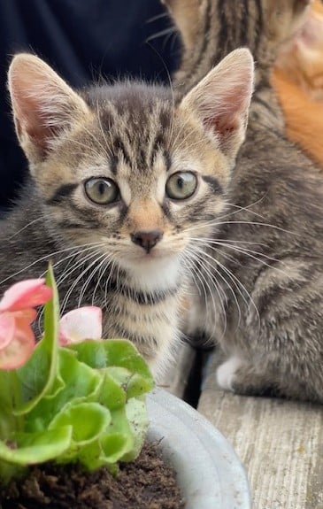 Lieve Kittens (alle 3 gereserveerd)