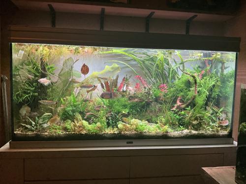 Aqualantis aquarium 120x40x60 met verwarming en extern filter