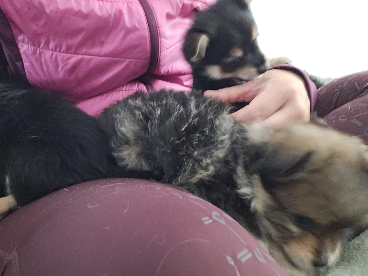 Puppies