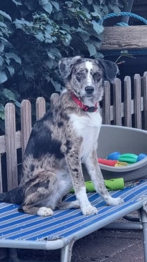 Goed thuis gezocht voor lieve hond.