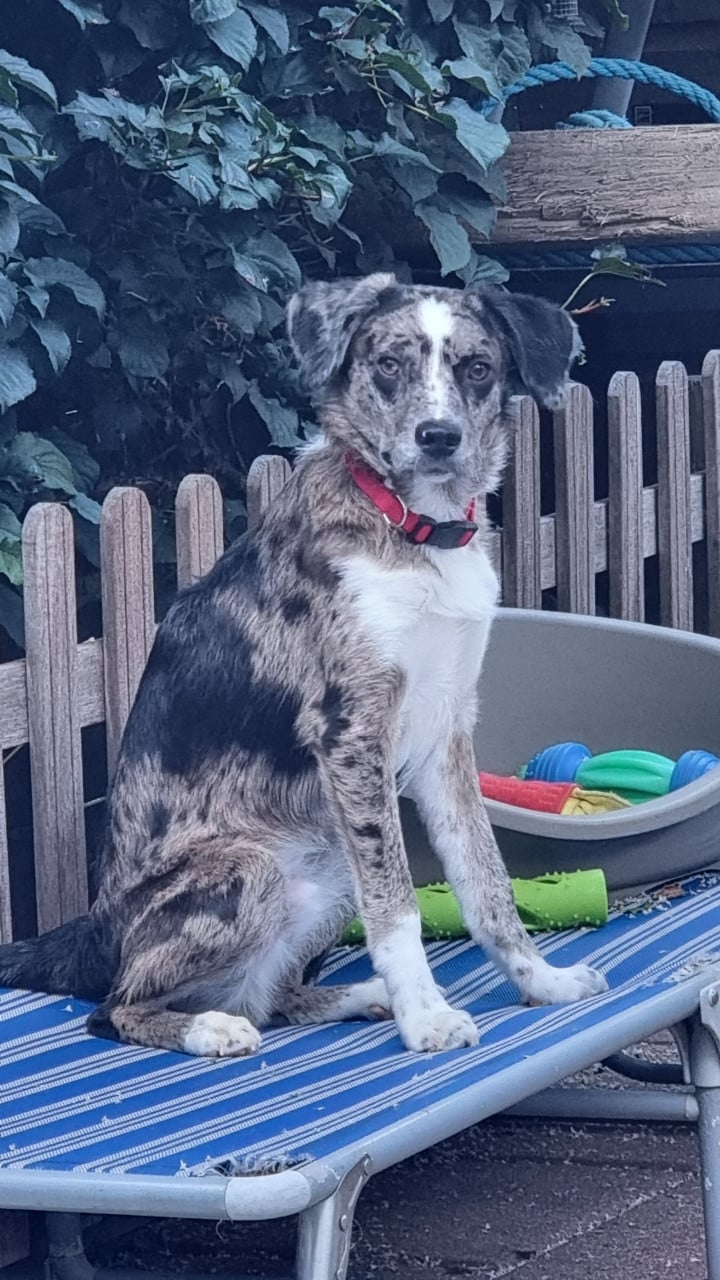 Goed thuis gezocht voor lieve hond.