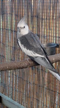 Bewezen koppel valkparkieten