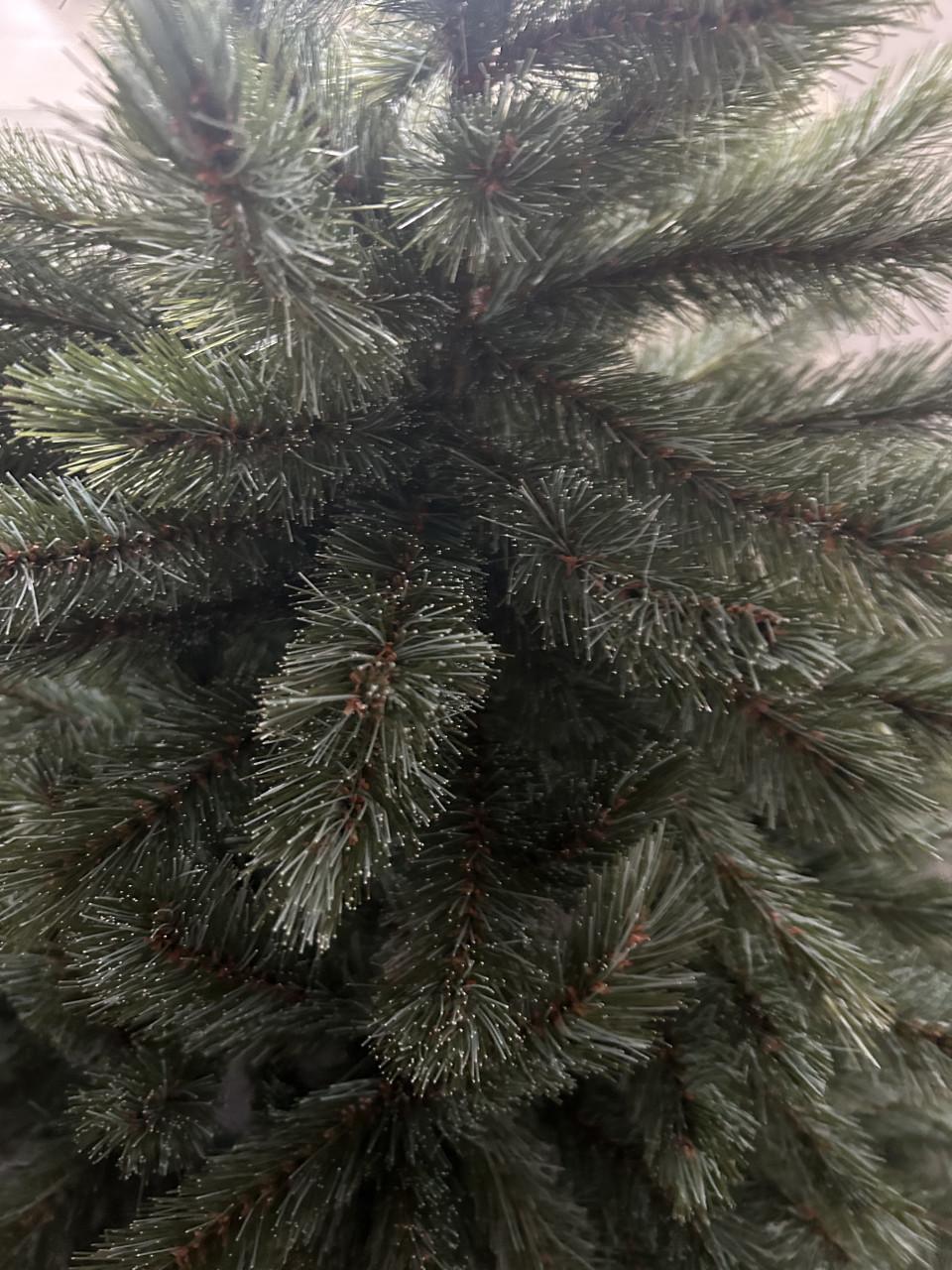 Kerstboom Romagne Intratuin