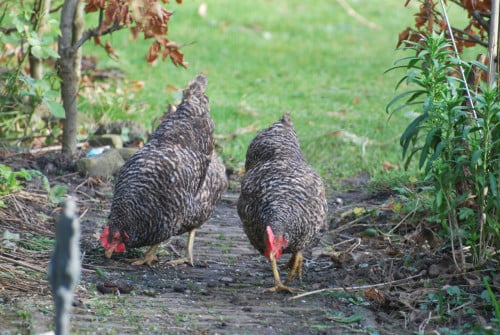 Twee kippen
