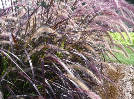 Rood lampenpoetersgras - Pennisetum Rubrum
