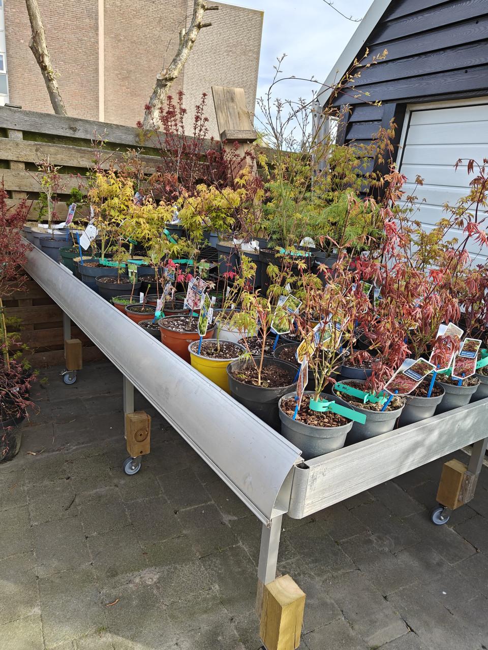 Japanse esdoorn Acer palmatum te koop