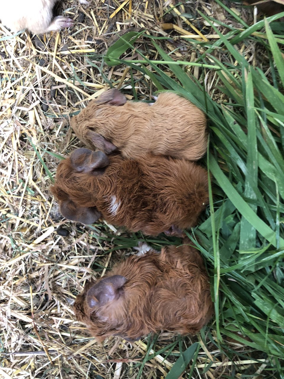 Knappe baby cavia’s!!