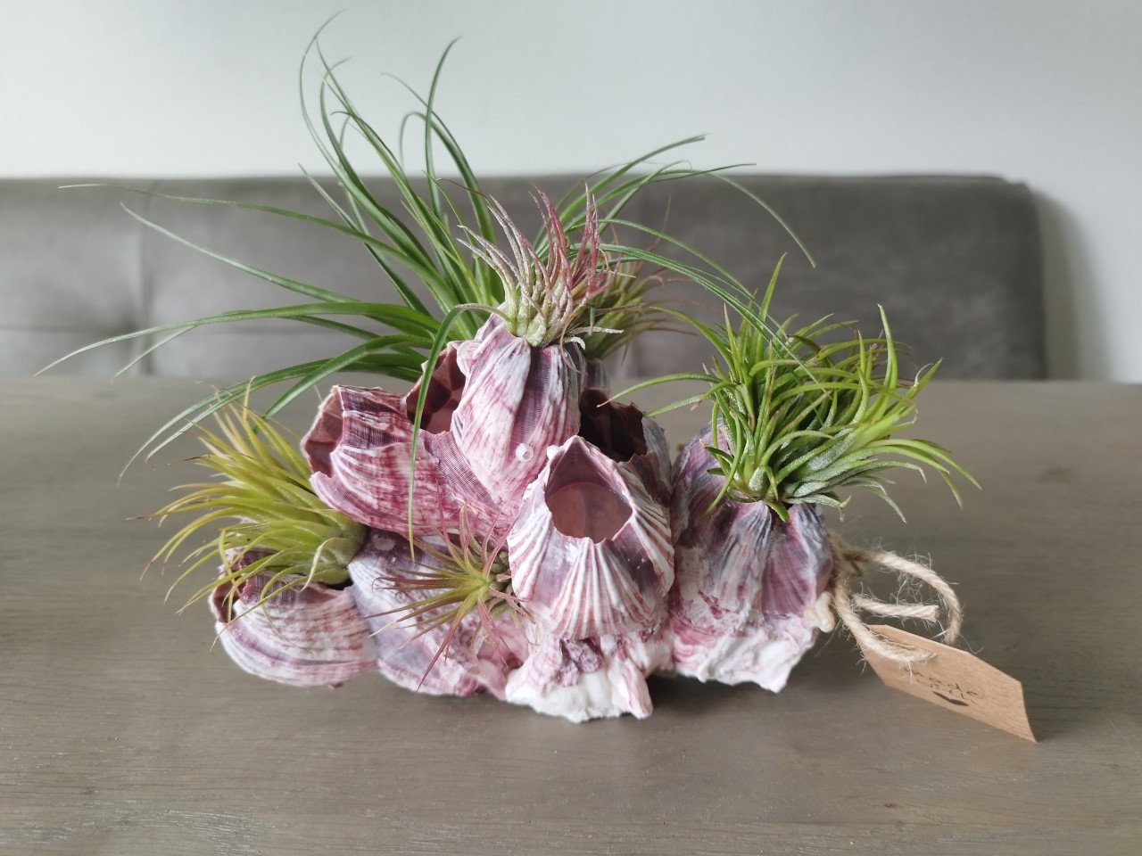 Tillandsia in zeepokken