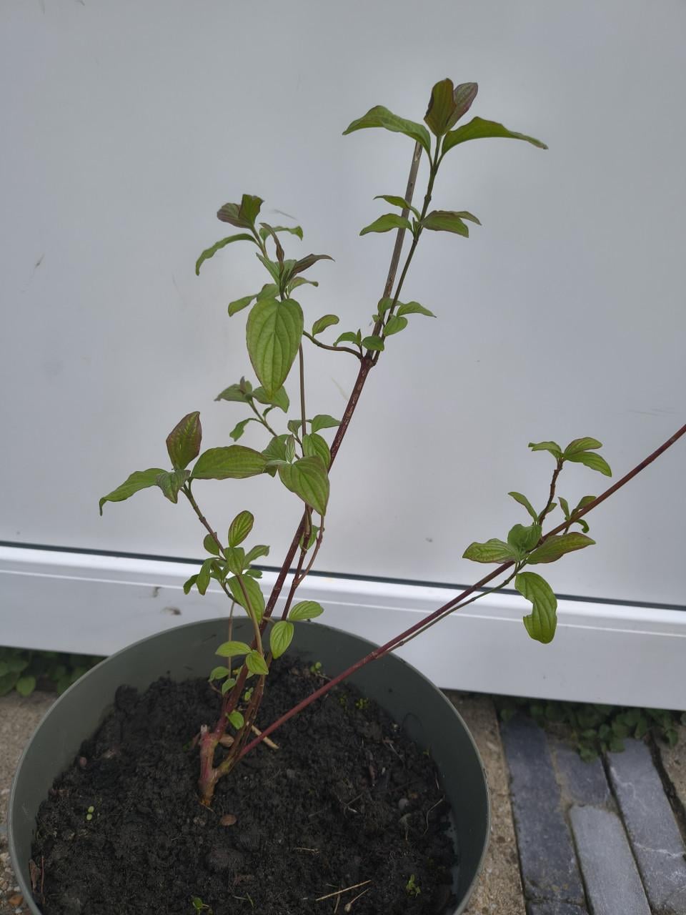 Prachtige rode Kornoelje te koop, struik, Cornus Alba struik