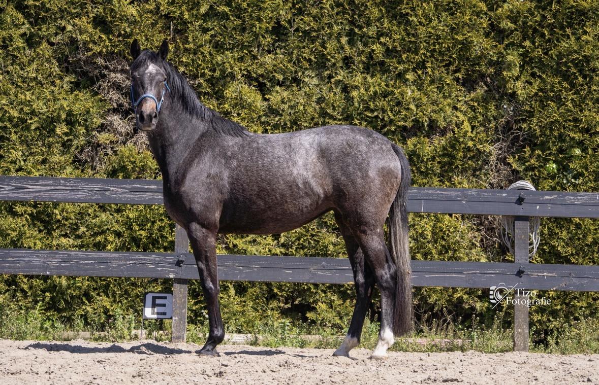 Paard te koop, Prachtige 3 jarige schimmel merrie.