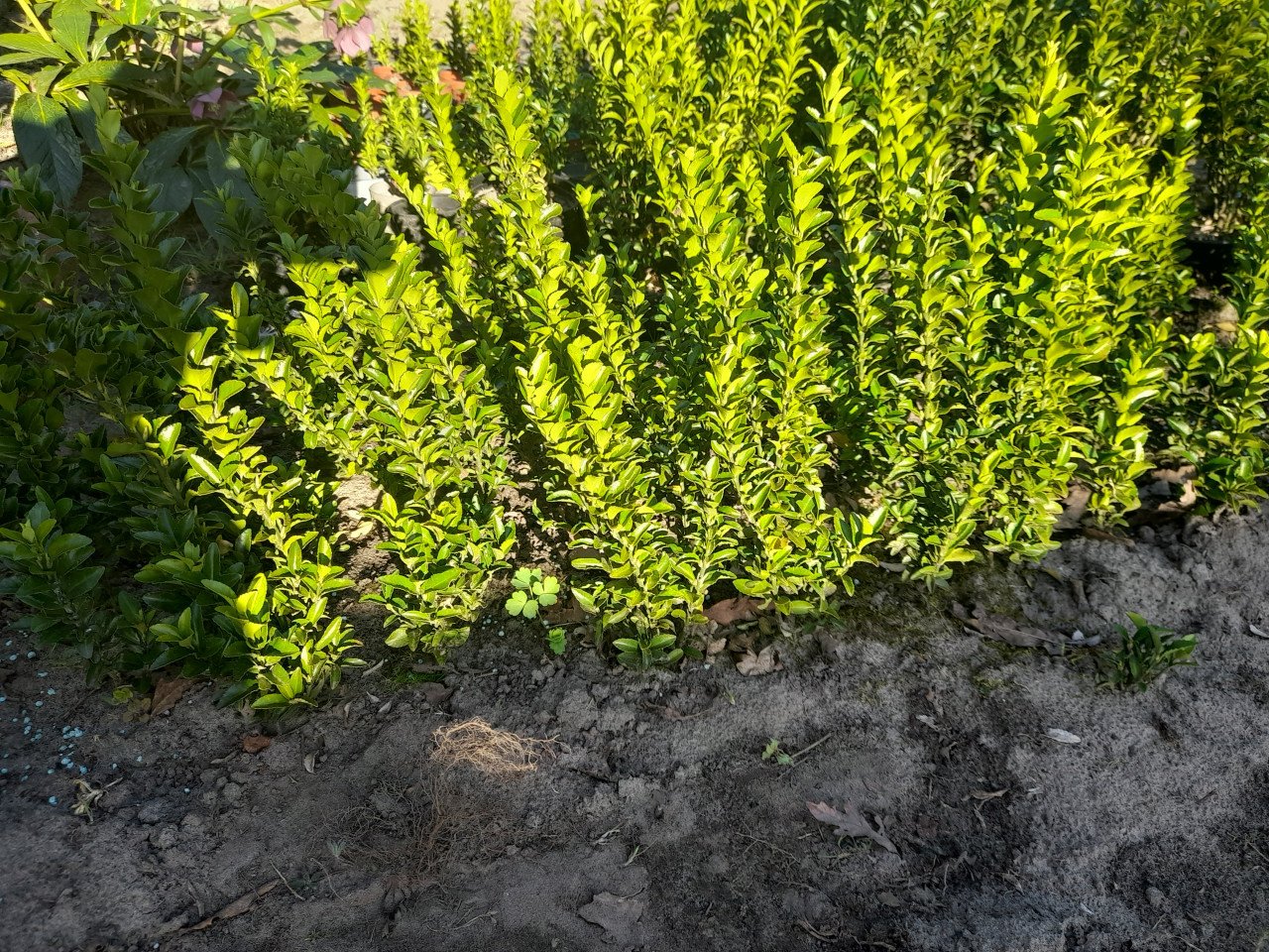 Buxus