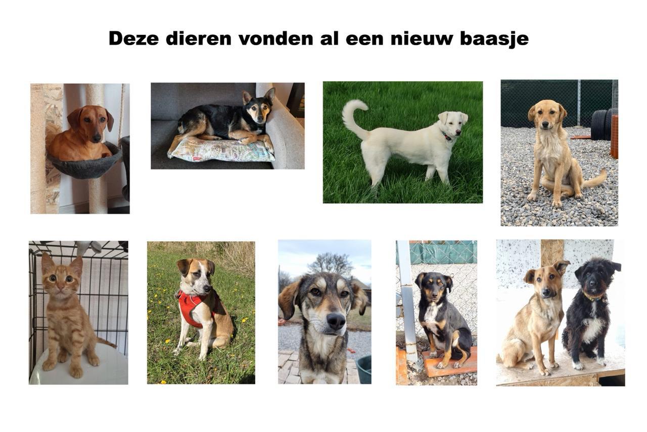 Hond zoekt baas