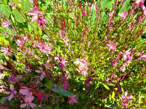 Diverse vaste planten