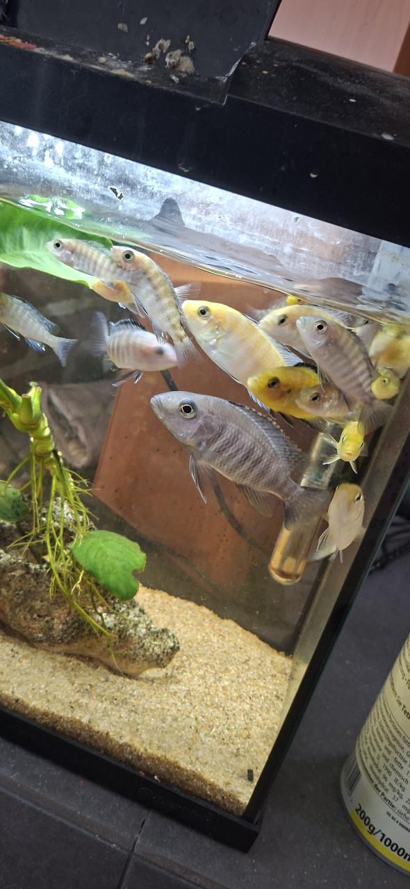 Aquarium vissen.