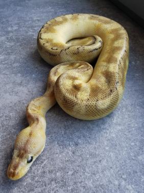 Champagne Enchi Pastel Koningspython (vrouwtje)