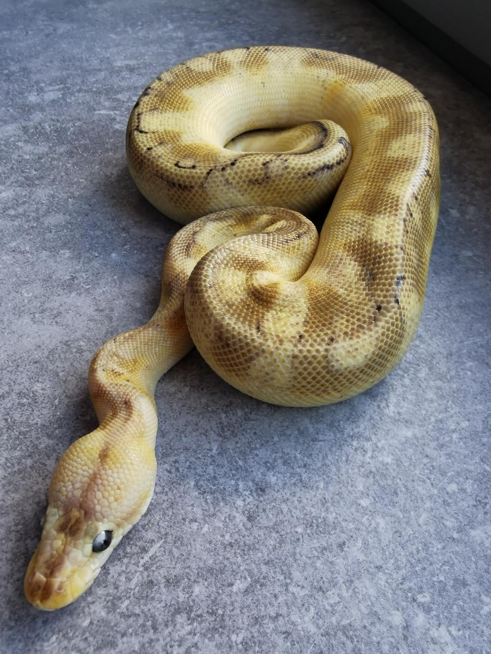 Champagne Enchi Pastel Koningspython (vrouwtje)