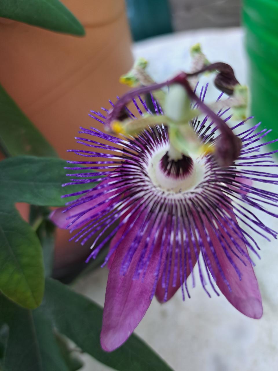 VERSCHILLENDE TUINPLANTEN