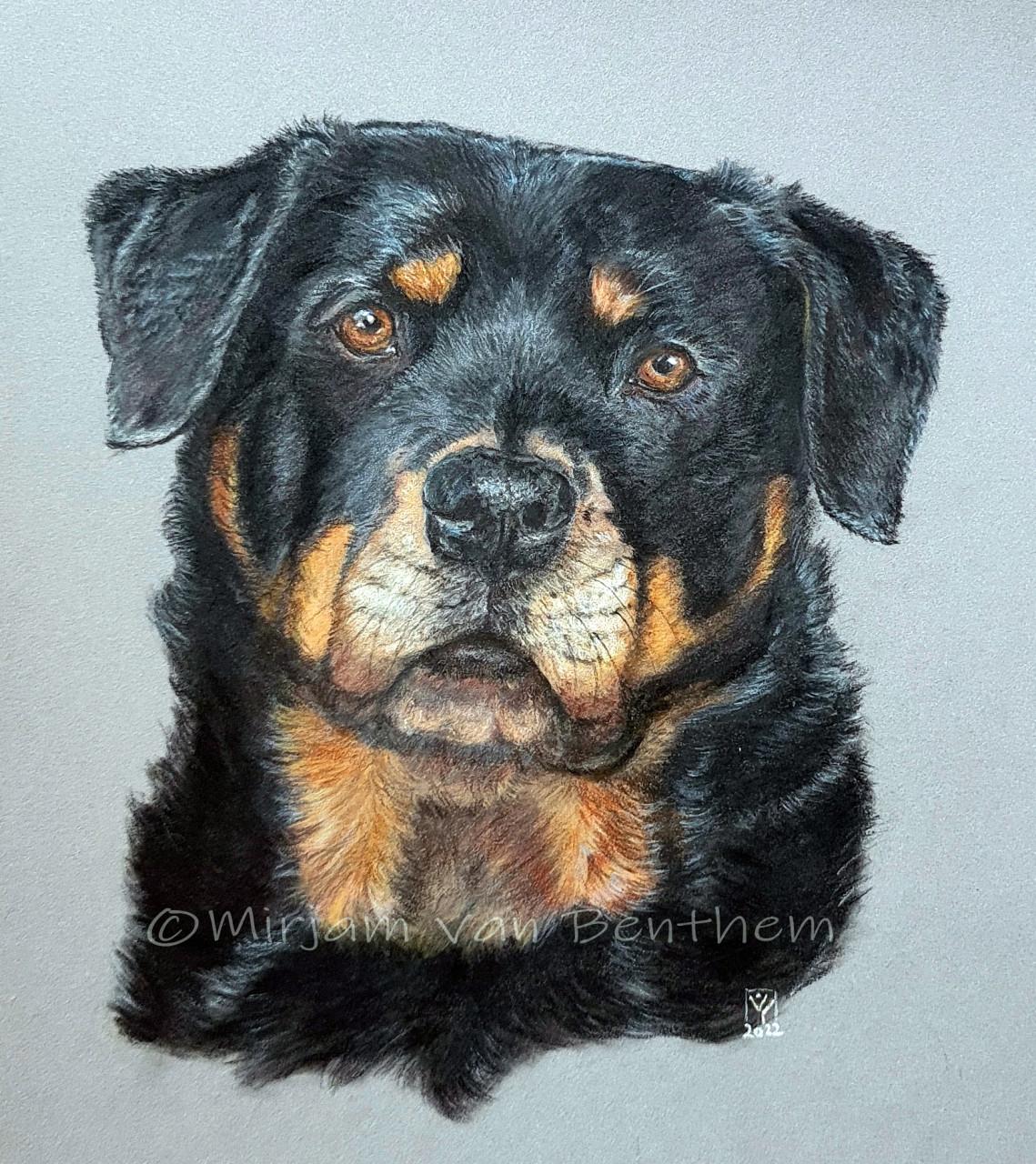 Dierportret in opdracht