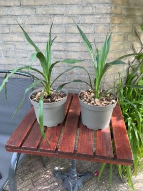 2 yucca's 60 cm. hoog