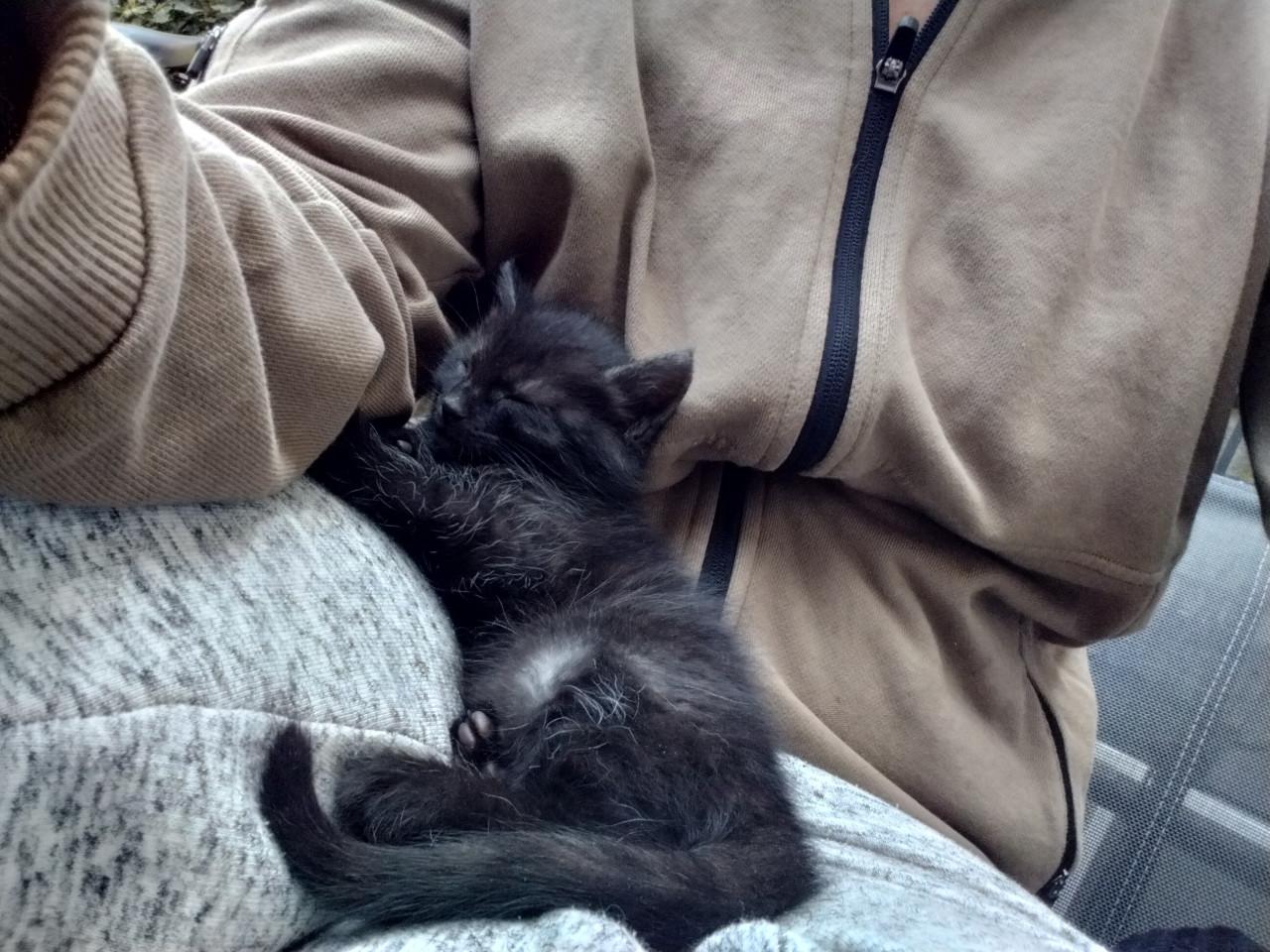 Kitten - mannetje