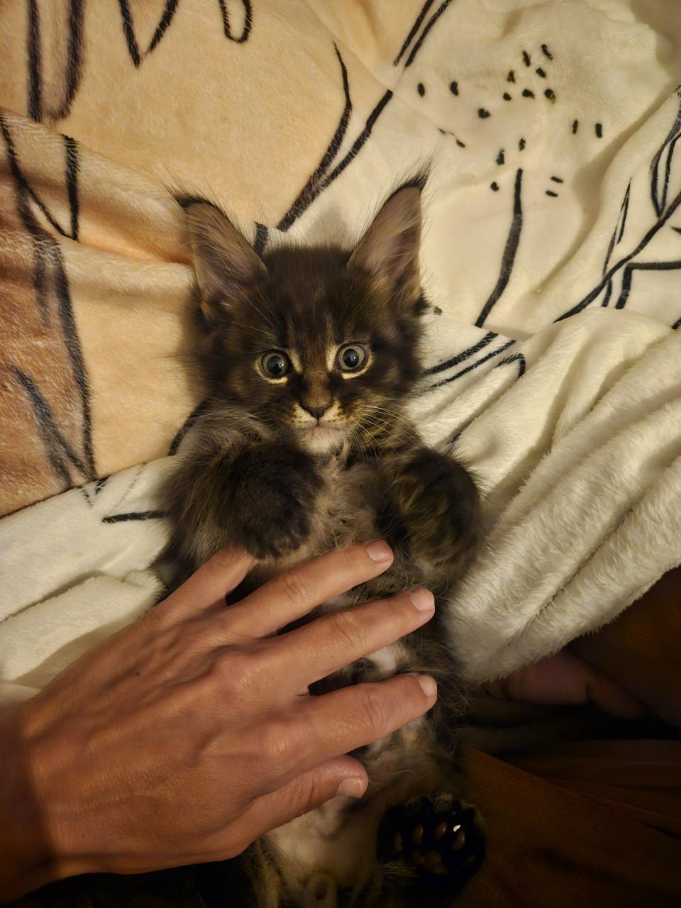 Maine coon kittens