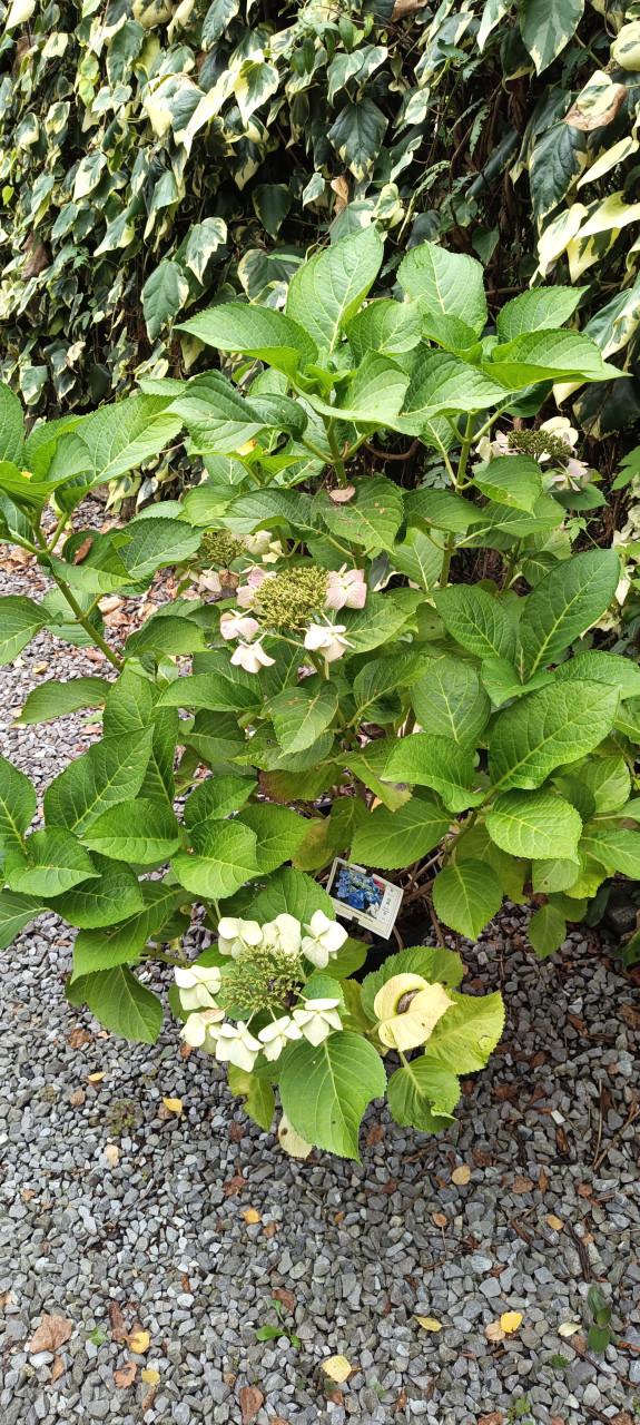 Mooie grote Hortensia's aangeboden in pot !  ++ TIP ++
