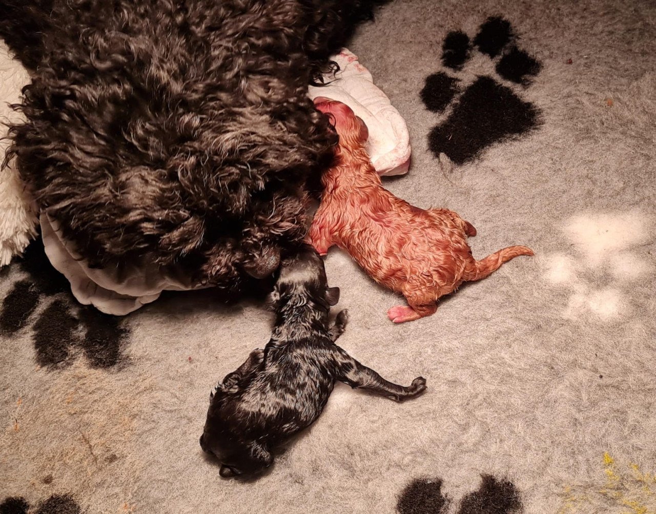 Toypoedel pups
