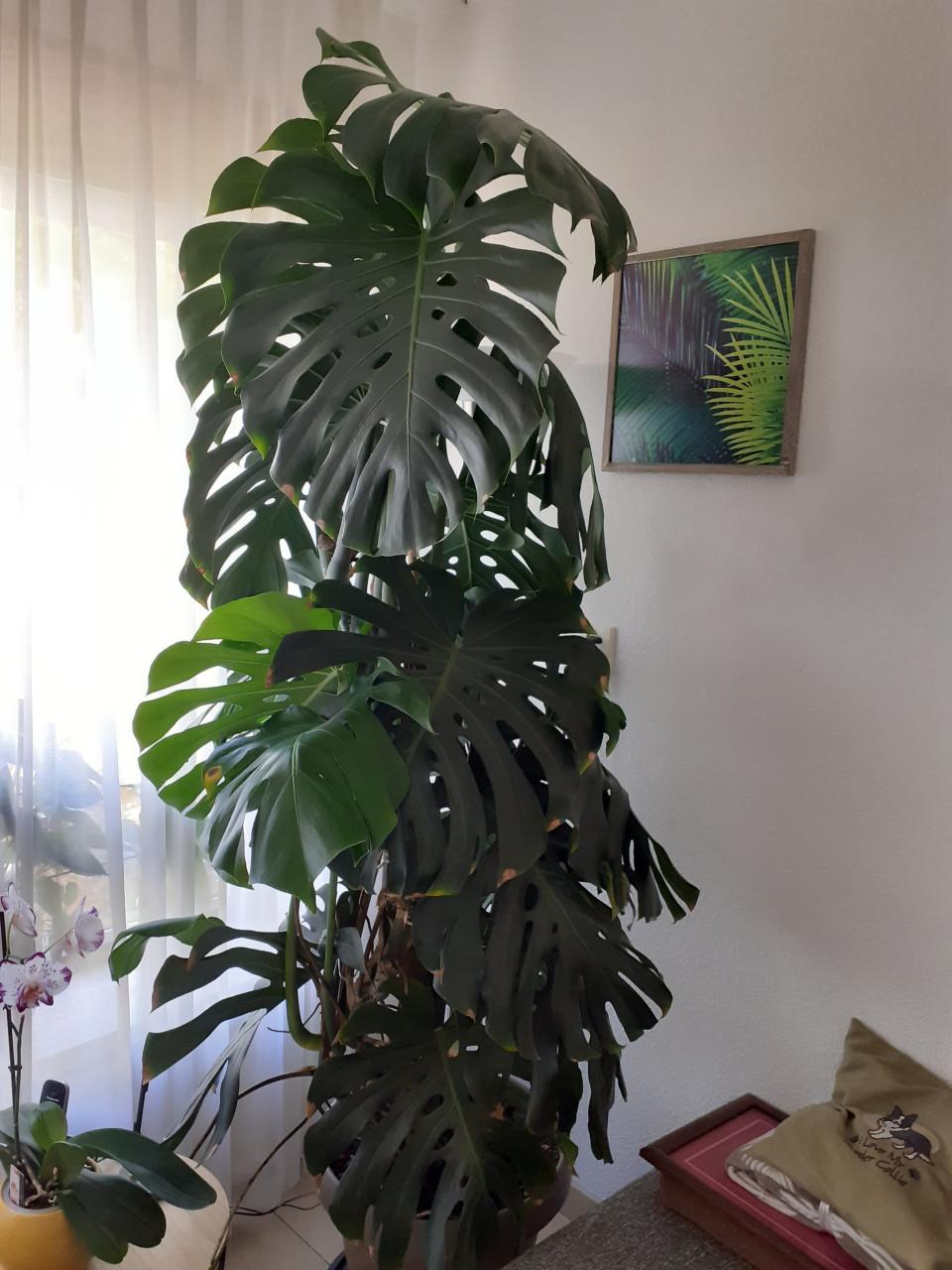 Grote monstera gatenplant