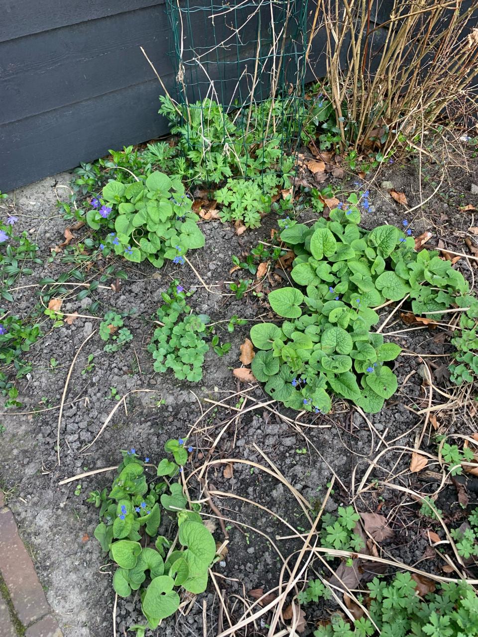 Diverse vaste tuinplanten