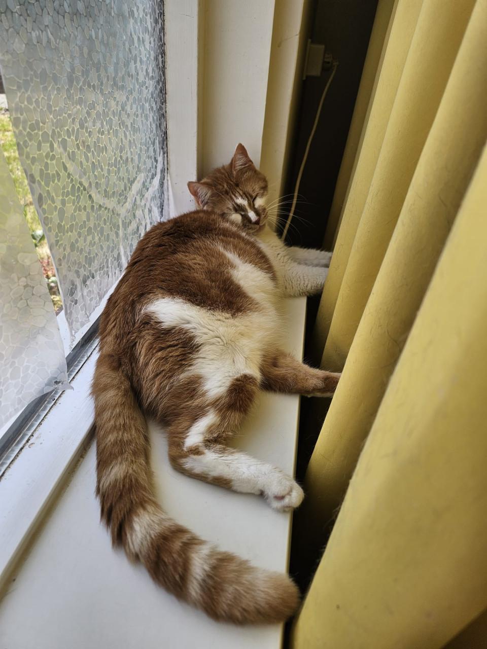 Herplaats katten