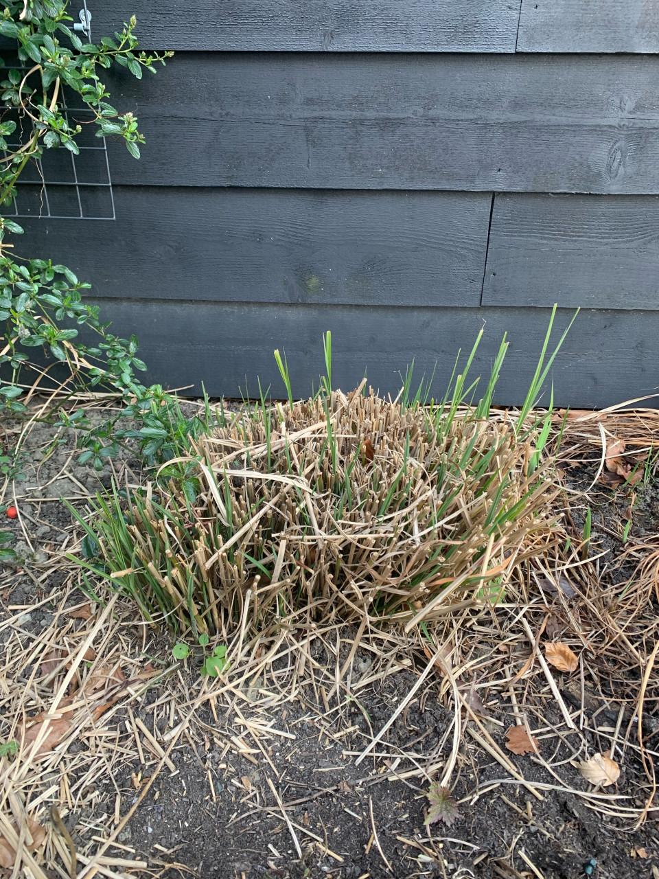 Diverse vaste tuinplanten