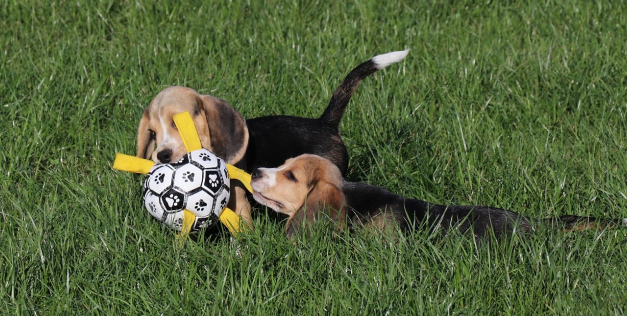Beagle pups