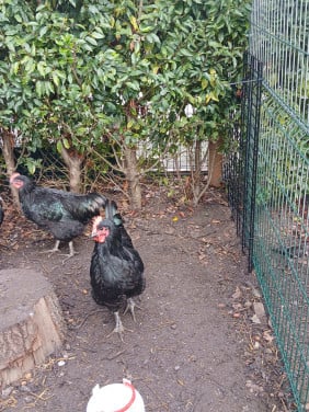 4 New Yersey Giant hanen.