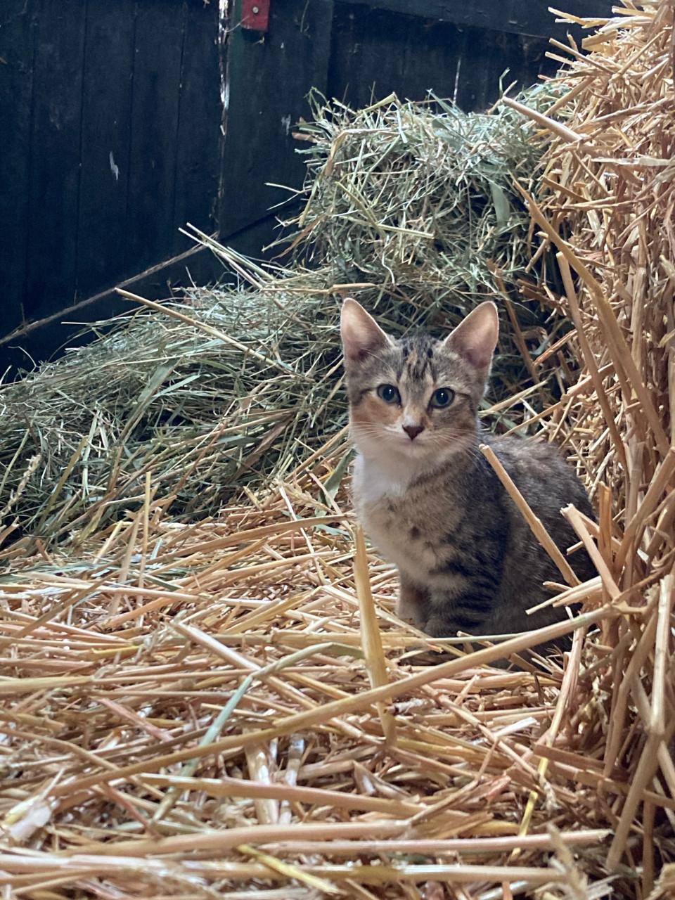 Lieve boerderijpoesjes zoeken nieuw huisje