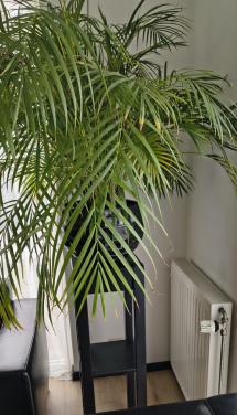 Plantentafel