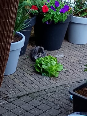 Twee Loopeenden
